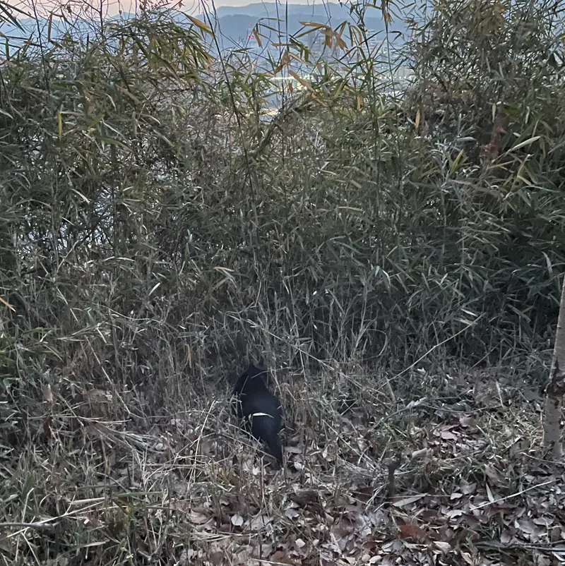 男浅間山(道中の猫)