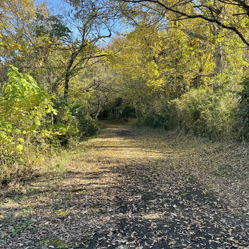 男浅間山(紅葉時期)