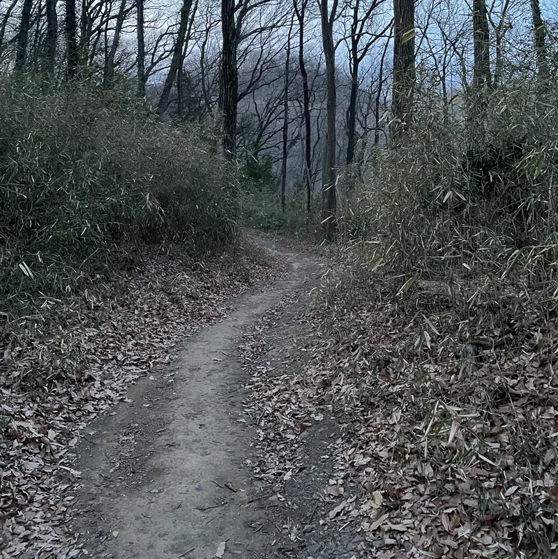 男浅間山(道中)
